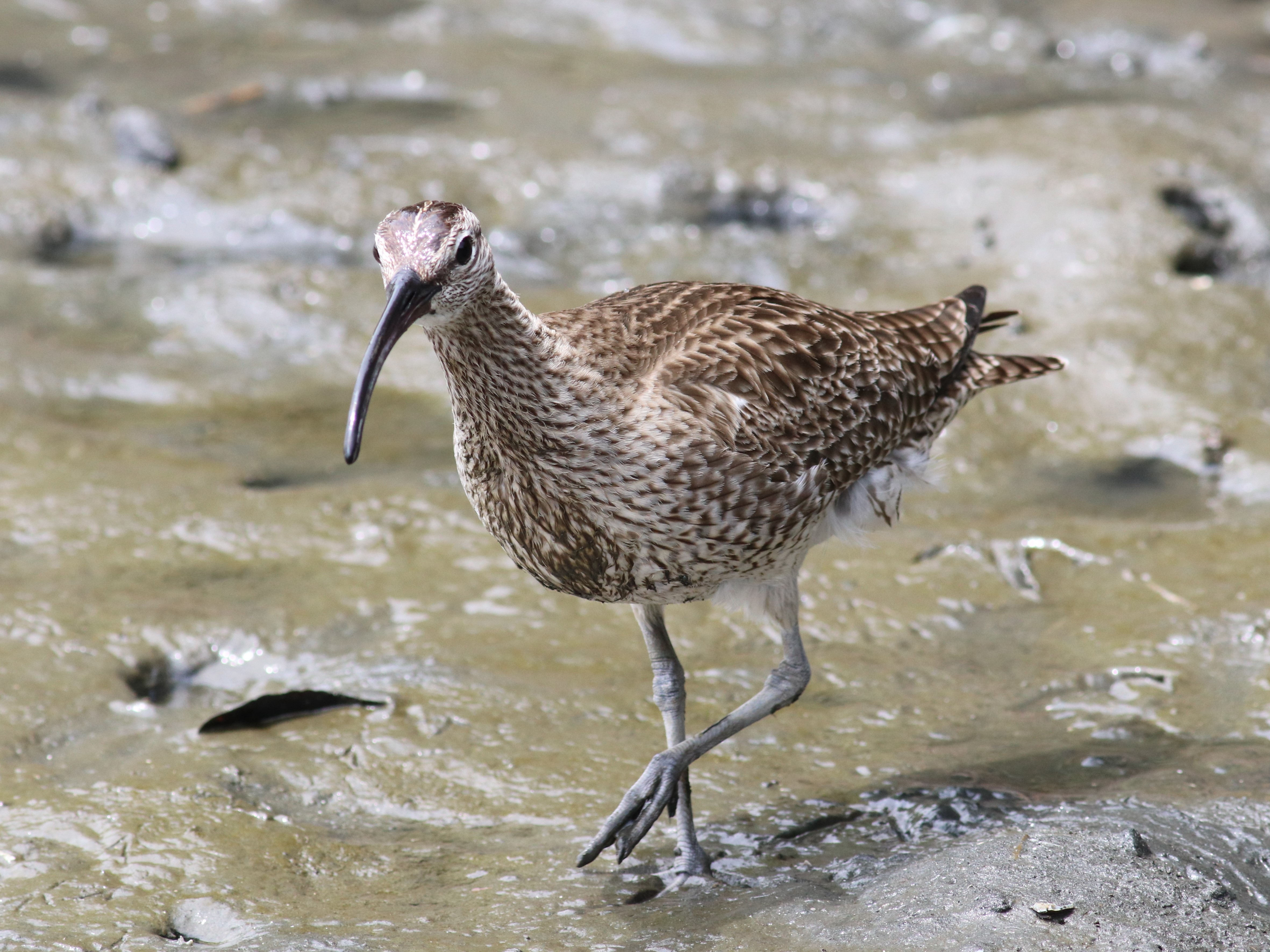 池のチュウシャクシギ５